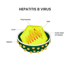 Diagram of Hepatitis B Virus Structure