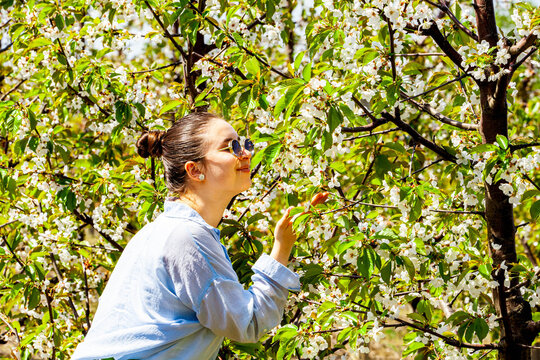Picture of a very beautiful young lady while she is in the cherry orchard and she smiles very beautifully. The little girl is in a blue shirt with collars. She smells the cherry blossom which has a