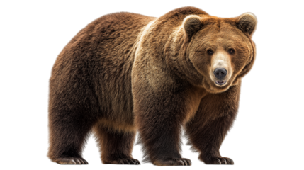 Brown Bear Front View on Transparent Background