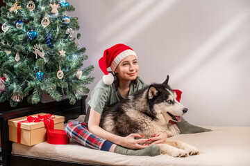 young woman in Santa hat hugs a husky dog on a bed by Christmas tree