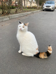 Cat with white fur, multi-coloured ears and multi-coloured tail sits in middle of street, cat's...