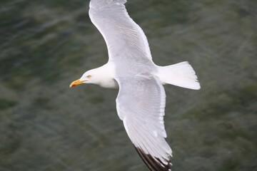 Goéland