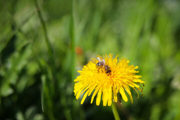 bee on dandelion