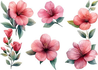 collection of flowers © Abu