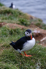 Vibrant puffins waddle on lush green grass near the waters edge, showcasing their colorful beaks and unique markings. This picturesque scene captures Icelands stunning natural beauty and wildlife.