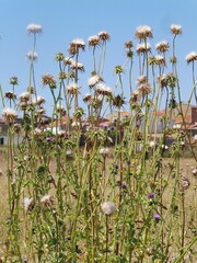 Obraz premium Dry thistle growing in a field near some houses