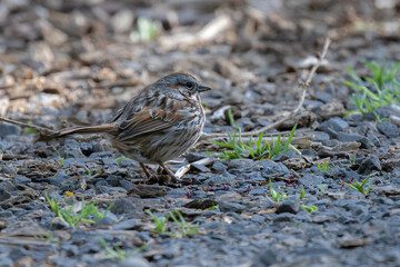Song Sparrow (Melospiza melodia) Searching for Food