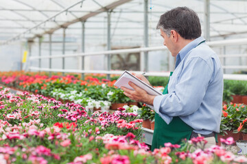 Rows of potted flowering plants are thriving on metal benches under glass roof in greenhouse