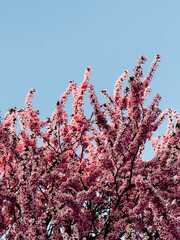 Cherry tree branches full of pink flowers are standing out against clear blue sky, celebrating...