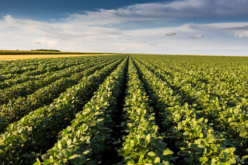 Open soybean field at sunset.