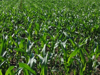 Obraz premium Young corn plants growing in cultivated agricultural field