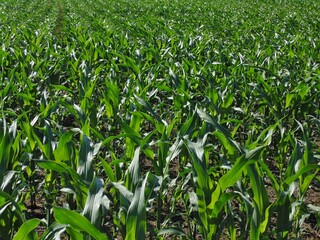 Obraz premium Lush green cornfield growing under summer sun