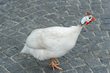 White siberian helmeted guinea fowl on free range in organic farm. Poultry numida meleagris with red head and white feather in intensive poultry farming. Hen bird looking and walking. Domestic animals