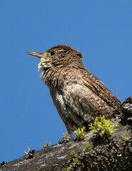 Northern House Wren (Troglodytes aedon) in Turnbull National Wildlife Refuge, WA