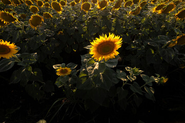 Sunflower field at the sunset. Vibrant summer landscape