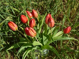 Bouquet of red and orange tulips standing in glass jar on green grass