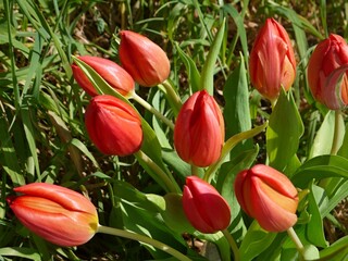 Fototapeta premium Red tulips blooming in a sunny spring garden