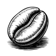 Detailed sketch of a single coffee bean