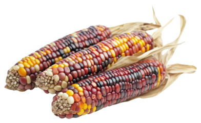PNG Flint corn multicolored thanksgiving traditional.