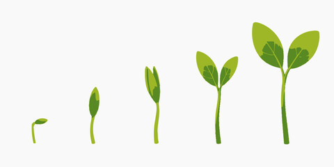 Obraz premium Seed Germination Stages Depicting Plant Growth and Development from Sprout to Seedling Showing a Plant Life Cycle
