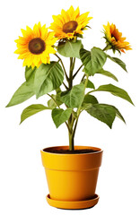 Obraz premium PNG Sunflower plant leaf transparent background.
