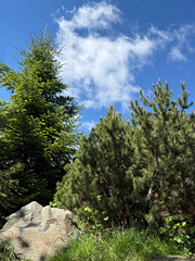 Pine and spruce trees on a mountain slope.