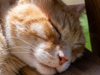 Red-haired cat sleeping under the summer sun rays