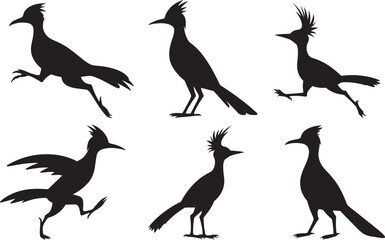 Set of roadrunner bird vector icon, wildlife illustration isolated on white background, running animal symbol, wild nature mascot, abstract logo, predator, feather, speed, silhouette, design