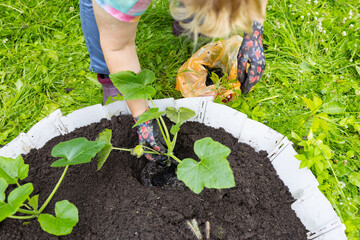 An older woman with blonde hair works in the garden. A woman is digging garden beds.