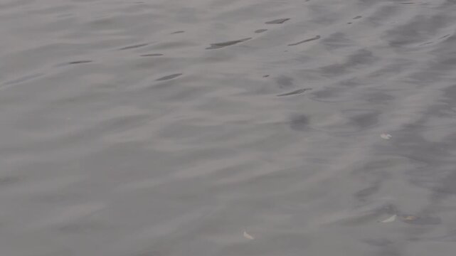 【4K HS120 log撮影】川