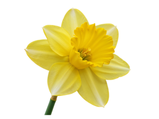 A bright yellow daffodil flower with a ruffled corona and six petals isolated on transparent background