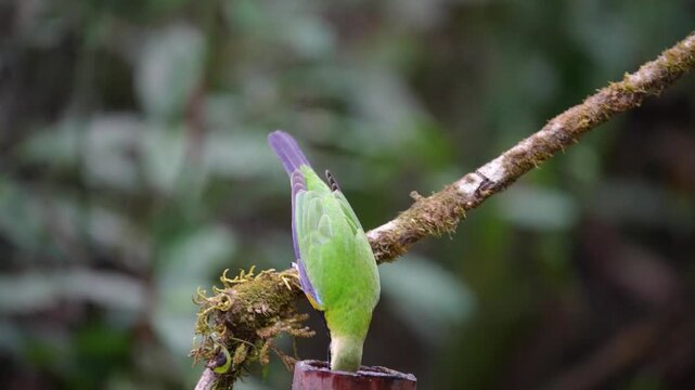 Blue-winged Leafbird ( Chloropsis cochinchinensis) male bird on a branch
