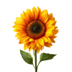 Vibrant Sunflower Isolated on Black Background