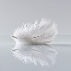 Delicate White Feather Against A Light Grey Background