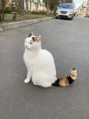 Cat with white fur, multi-coloured ears and multi-coloured tail sits in middle of street, cat's...