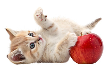 Obraz premium Playful kitten lying upside down holding red apple between paws, looking at camera, isolated on a transparent background