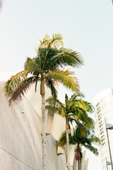 San Diego California Street Palm Trees
