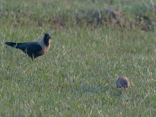 Lesser bandicoot rat Bandicota bengalensis fleeing through Pakistan farmland - crop pest rodent with short tail and digging claws wildlife nature photography