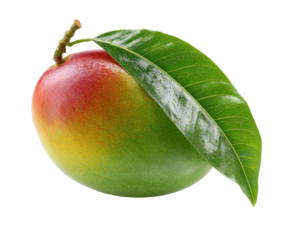 Ripe mango with leaf
