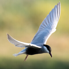 Whiskered Tern Chlidonias hybrida flying over Indus River wetlands Pakistan, gray-white seabird with forked tail diving for fish, wildlife conservation