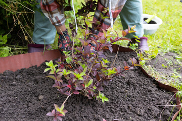 An older woman with blonde hair works in the garden. A woman is digging garden beds.