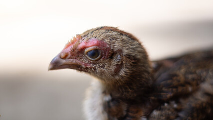Closeup Of Young Chicken Head Profile View