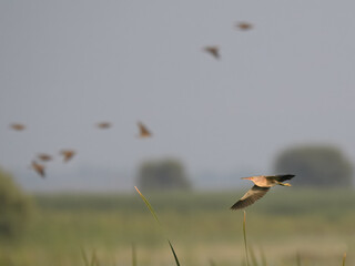 Yellow Bittern Ixobrychus sinensis summer breeding visitor to Pakistan wetlands Indus River swamps secretive waterbird wildlife conservation climate change biodiversity birding photography