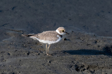 Little Ringed Plover Charadrius dubius fledgling juvenile immature

Tiny shorebird Runs stops for bugs on sunny banks Bright yellow eye ring often Seen on Pakistan Indus River