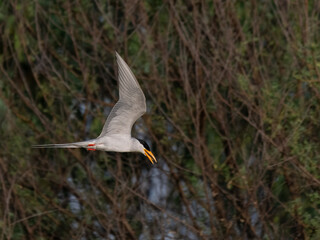 River Tern Sterna aurantia  flight flying fly

Vulnerable on IUCN Red List of Threatened Birds. Sleek bird black cap yellow bill long wings Rivers  lakes Dives for fish graceful flight