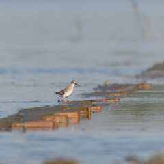 Terek sandpiper Xenus cinereus

Beautiful weirdly proportioned wader shorebird large upcurved bill, white tailing edge to wings. Highly migratory, usually to coastal areas
