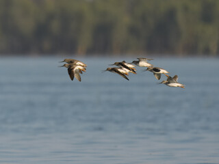 Terek sandpiper Xenus cinereus flight flying fly mid air migration

Beautiful weirdly proportioned wader shorebird large upcurved bill, white tailing edge to wings migratory, usually to coastal areas
