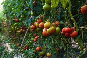 Tomato plants that look fresh and ready to harvest, Fresh bunch of red natural tomatoes in organic...