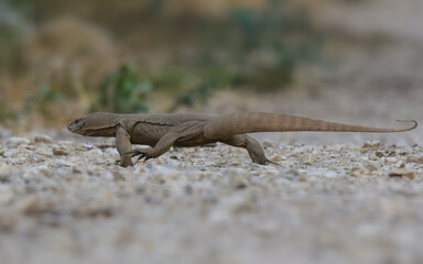 Indian Bengal Monitor Lizard Varanus bengalensis in arid desert cultivated habitat Pakistan large terrestrial reptile threatened poaching illegal wildlife trade Scaly texture camouflage