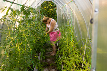An adult woman waters tomatoes in a greenhouse. A greenhouse with growing tomatoes.